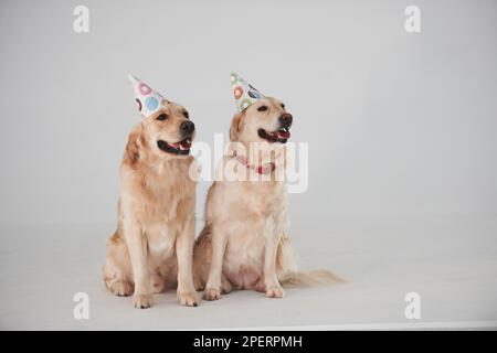 Partyhüte auf dem Kopf. Zwei Golden Retriever zusammen im Studio vor weißem Hintergrund Stockfoto