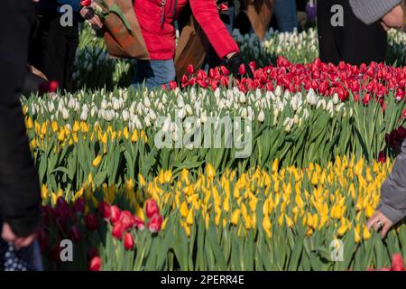 Tulpenreihen Am Nationalen Tulpentag In Amsterdam, Niederlande 23-1-2023 Stockfoto