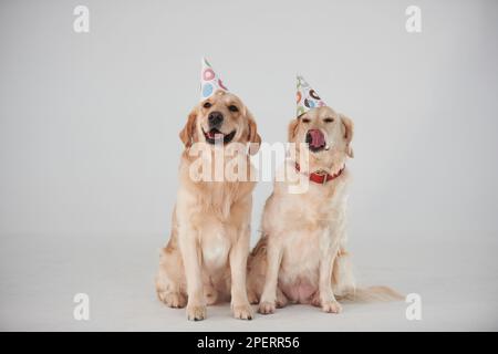Partyhüte auf dem Kopf. Zwei Golden Retriever zusammen im Studio vor weißem Hintergrund Stockfoto