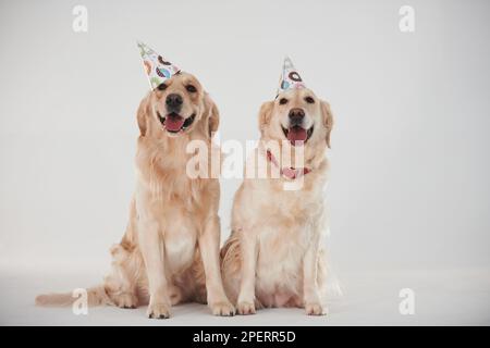 Partyhüte auf dem Kopf. Zwei Golden Retriever zusammen im Studio vor weißem Hintergrund Stockfoto