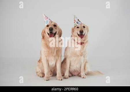 Partyhüte auf dem Kopf. Zwei Golden Retriever zusammen im Studio vor weißem Hintergrund Stockfoto