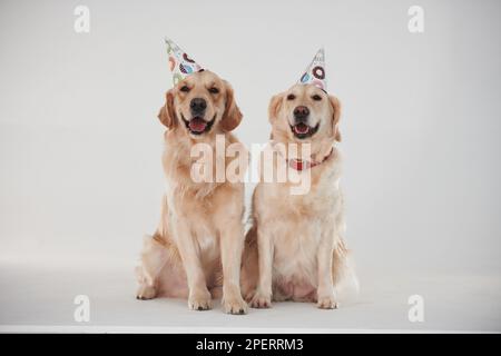 Partyhüte auf dem Kopf. Zwei Golden Retriever zusammen im Studio vor weißem Hintergrund Stockfoto