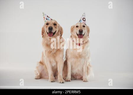 Partyhüte auf dem Kopf. Zwei Golden Retriever zusammen im Studio vor weißem Hintergrund Stockfoto