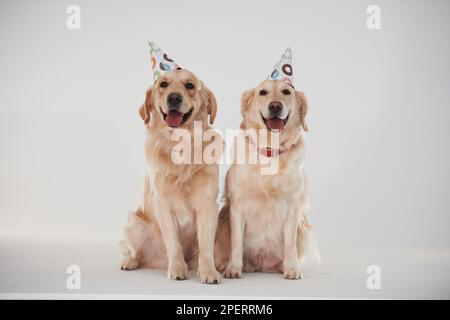 Partyhüte auf dem Kopf. Zwei Golden Retriever zusammen im Studio vor weißem Hintergrund Stockfoto
