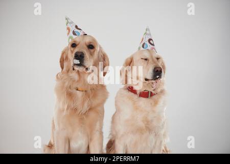 Partyhüte auf dem Kopf. Zwei Golden Retriever zusammen im Studio vor weißem Hintergrund Stockfoto
