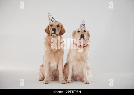 Partyhüte auf dem Kopf. Zwei Golden Retriever zusammen im Studio vor weißem Hintergrund Stockfoto