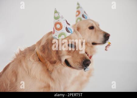 Partyhüte auf dem Kopf. Zwei Golden Retriever zusammen im Studio vor weißem Hintergrund Stockfoto