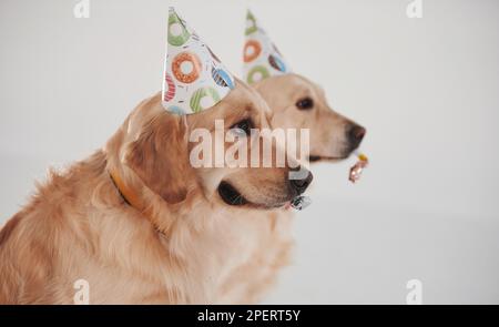 Partyhüte auf dem Kopf. Zwei Golden Retriever zusammen im Studio vor weißem Hintergrund Stockfoto
