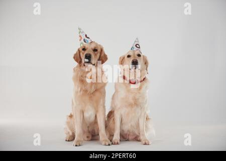 Partyhüte auf dem Kopf. Zwei Golden Retriever zusammen im Studio vor weißem Hintergrund Stockfoto