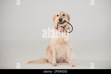 Hält medizinisches Stethoskop im Mund. Golden Retriever ist im Studio vor weißem Hintergrund Stockfoto