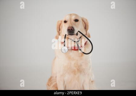 Hält medizinisches Stethoskop im Mund. Golden Retriever ist im Studio vor weißem Hintergrund Stockfoto