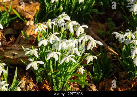 Schneeglöckchen blühen in einem englischen Wald Stockfoto