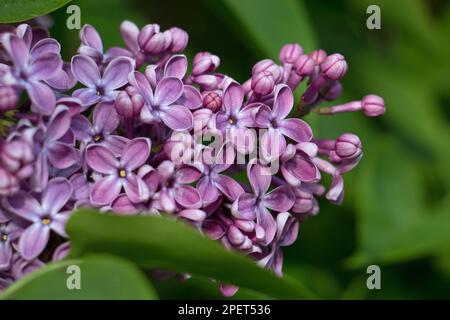 Winzige violette Blüten des Fliederbaumes, Syringa vulgaris, blühen im Frühling Frühsommer, Nahaufnahme auf einem natürlichen grünen Blatthintergrund Stockfoto