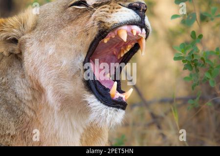 Löwin, Panthera leo, brüllendes Nahaufnahme-Porträt, Tier zeigt ihre Zähne. Verschwommener Hintergrund. Okavango Delta, Botsuana, Afrika Stockfoto