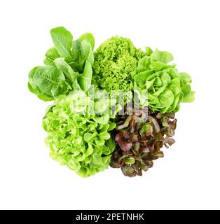 Frischer Romanischer Salat, Cos Salat, roter und grüner Eichblätter Salat Gemüsesalat isoliert auf weißem Hintergrund. Stockfoto