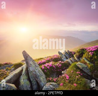 Sommerblumen in den Bergen. Schöner Sonnenaufgang mit Nebel. Blühendes rosa Rhododendron am Hang. Helles Sonnenlicht. Schönheit in der Natur. Kunstprozesse Stockfoto