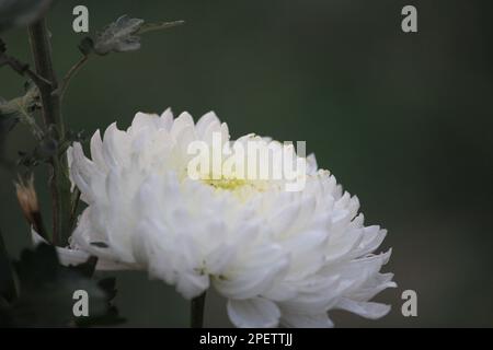 Die Symbolik des weißen Chrysanthemums variiert je nachdem, wo Sie sich befinden. In einigen Ländern wie Westeuropa und Japan sind weiße Chrysanthemen Reserve Stockfoto