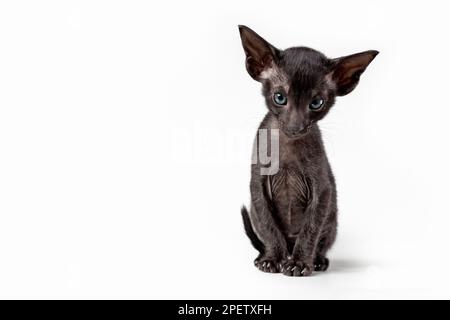 Orientalische schwarze Katze isoliert auf weißem Hintergrund. Speicherplatz kopieren Stockfoto