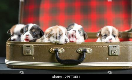 Süße kleine Welpen des walisischen Corgi pembroke Breed Hündchen sitzen zusammen in einem alten Koffer Stockfoto