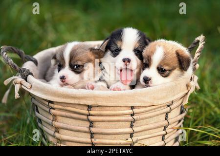 Drei kleine, glückliche Welpen des walisischen Corgi pembroke züchten den Hund, der im Korb in der Natur sitzt Stockfoto