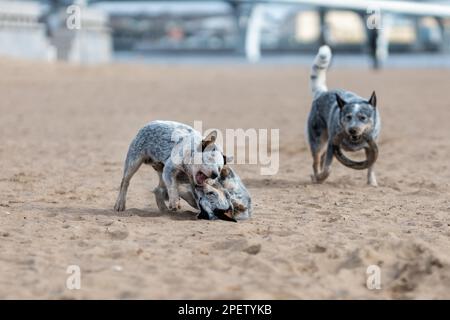 Die Hundewelpen von Blue Heeler oder australischer Rinderhund spielen im Freien. Erwachsene Hunde beobachten. Stockfoto