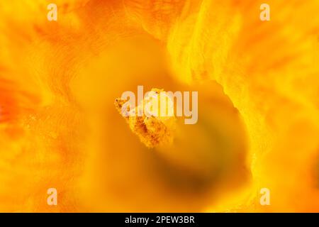 Makrofotografie einer Narzissenblume - Narzissen Stockfoto