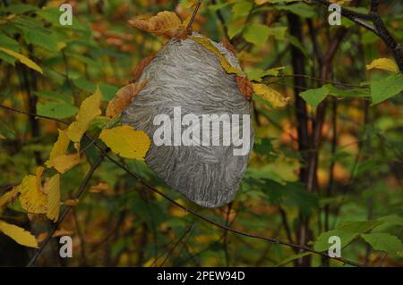 Hornisse nisten im Wald, hängen in einem Baum in seiner Umgebung und Umgebung. Bienennest. Stockfoto