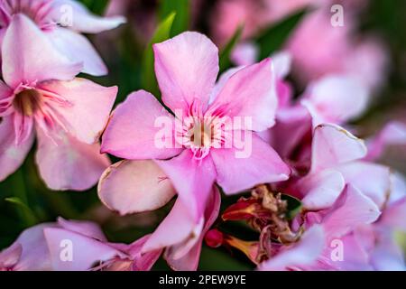 Atemberaubende pinkfarbene Nerium-Oleander-Blumen mit langen Blütenblättern Stockfoto
