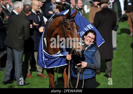 Rennen 2 der Gewinner des Sporting Life Arkle Trophy Race El Fabiolo Ridden by Paul Townend kommt in die Sieger Pferderennen bei Cheltenham R. Stockfoto