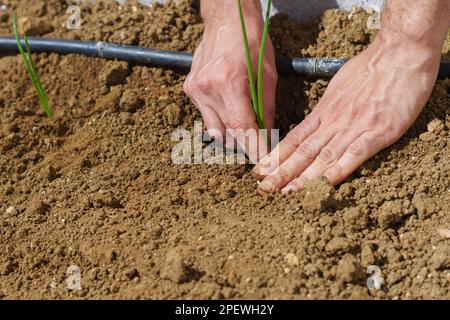 Nahaufnahme der Hände eines Mannes, der Zwiebeln in seinem Bio-Gemüsegarten pflanzt Stockfoto