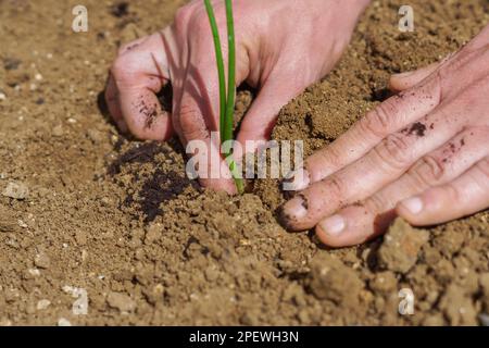 Nahaufnahme der Hände eines Mannes, der Zwiebeln in seinem Bio-Gemüsegarten pflanzt Stockfoto