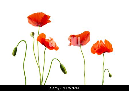 Nahaufnahme von rotem Mohn isoliert auf weißem Hintergrund Stockfoto