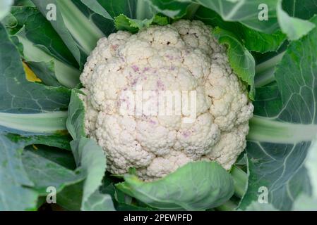 Organischer Blumenkohl mit weißen, strukturierten Blumen, die den Kopf des Gemüses bilden, und großen grünen Blättern, die das Erzeugnis umgeben. Es ist reif und roh. Stockfoto