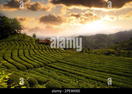 Teefeld in Haremtepe oder Ceceva Village bei Sonnenaufgang. Teeplantagen überziehen. Traditionelle Teegärten im Cayeli-Viertel von Rize. Truthahn Stockfoto
