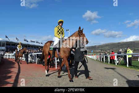 Rennen Sie Um 4 Uhr Die Unibet Champion Hürde. State man geritten von Paul Townend, bevor das Rennen auf der Cheltenham Racecourse beginnt Stockfoto