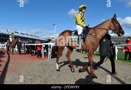 Rennen Sie Um 4 Uhr Die Unibet Champion Hürde. State man geritten von Paul Townend, bevor das Rennen auf der Cheltenham Racecourse beginnt Stockfoto