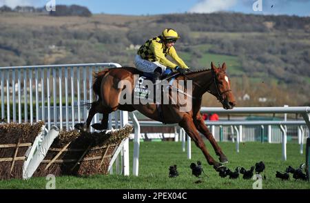 Rennen Sie Um 4 Uhr Die Unibet Champion Hürde. State man Ridted by Paul Townend springt zuletzt. Rennen auf der Rennbahn Cheltenham am 1. Tag des Festivals, der Stockfoto