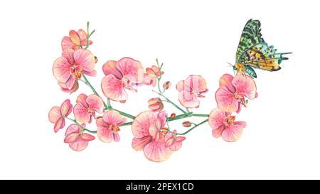 Horizontaler Ast einer Orchidee mit Schmetterling. Aquarell-botanische Darstellung eines Tropen. Ein Blumenstrauß eignet sich für Hochzeiten, Postkarten, Stockfoto