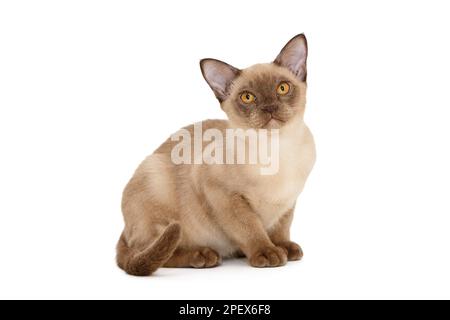 Die junge Katze aus dem europäischen Birma sitzt isoliert auf Weiß Stockfoto