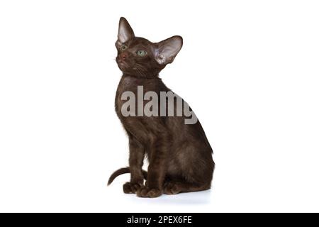 Porträt einer lustigen schokoladenfarbenen orientalischen Katze, isoliert auf weißem Hintergrund Stockfoto
