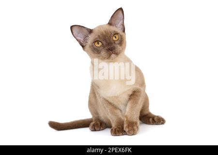 Die junge Katze aus dem europäischen Birma sitzt isoliert auf Weiß Stockfoto