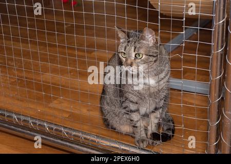 Eine ausgewachsene graue Katze sitzt in einem Käfig im Heim und wartet auf ihre neuen Besitzer. Stockfoto