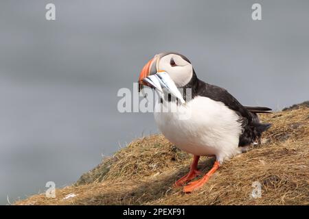 Ein kleiner Puffin hoch oben auf einem Hügel mit frisch gejagtem Fisch im Schnabel Stockfoto