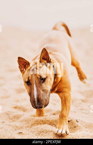 Süßer verspielter Ingwer Bull Terrier läuft an einem Sommertag am Sandstrand entlang. Entspannen mit einem Hund. Stockfoto