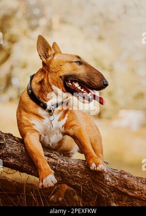 An einem sonnigen Tag im Park sitzt ein wunderschöner süßer, süßer, fröhlicher Stierkraut auf der Wurzel eines Baumes. Mit einem Hund in der Natur spazieren gehen. Stockfoto