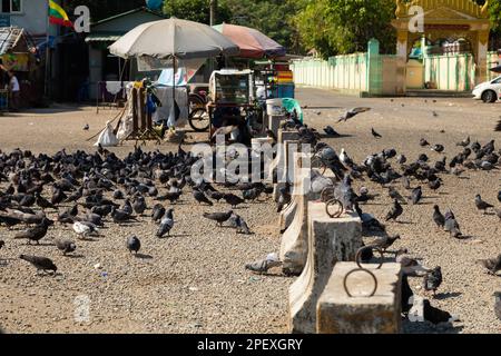 Rangun (Yangon), Myanmar - 19. Dezember 2019: Unzählige Tauben suchen nach Nahrung in der Nähe des Ufers des Rangun (Yangon), Burma (Myanmar) Stockfoto