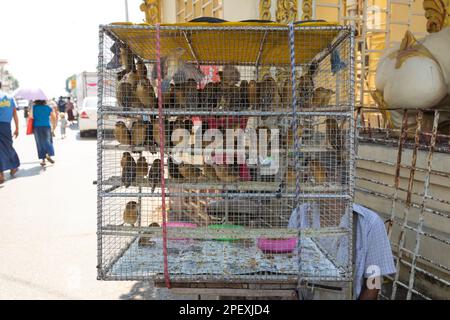 Yangon, Myanmar - 19. Dezember 2019: Käfig mit Vögeln zum Verkauf als Wunschangebot in der Nähe der Botahtaung-Pagode in Rangun, Birma, Myanmar Stockfoto