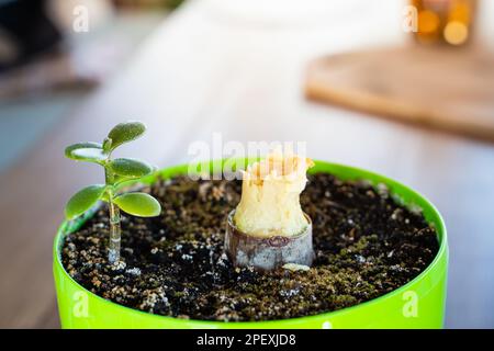 Der Rumpf einer crassula verrottete von innen in einem Topf. Gebrochener dicker Stamm eines alten Geldbaums in einem grünen Plastiktopf. Ein junger Spross eines eiförmigen cr Stockfoto