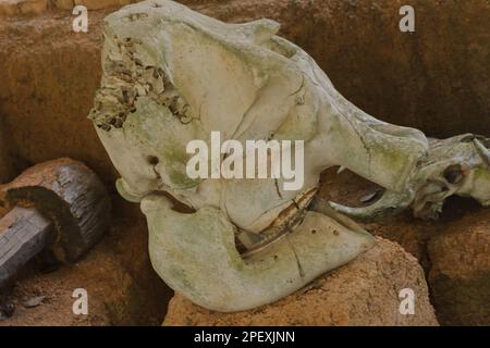 Alte Elefantenfossilien, Millionen Jahre alt, die auf dem Boden ausgegraben wurden Stockfoto