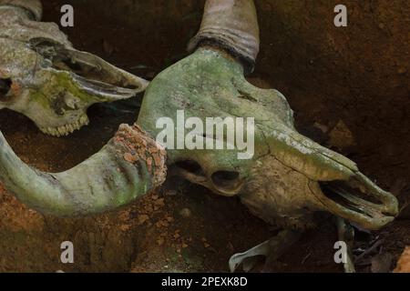 Fossile Büffelfossile, Millionen Jahre alt, die auf dem Boden ausgegraben wurden Stockfoto